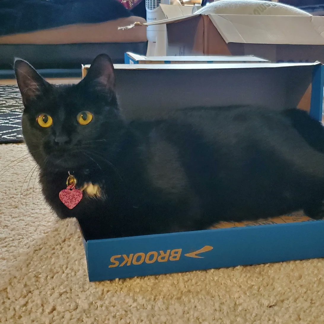 TigBittyKitty's tweet photo. I have chosen my box Dada, you may remove the other one 😸🐈‍⬛❤ 📦  #cat #cats #CatsOfTwitter #blackcat #cutecat #catlife #catlifestyle #brooksrunning #catdad #CatsOnTwitter #tigbittykitty #gato #Gatos #housepanther https://t.co/WfdxXz0Zk2