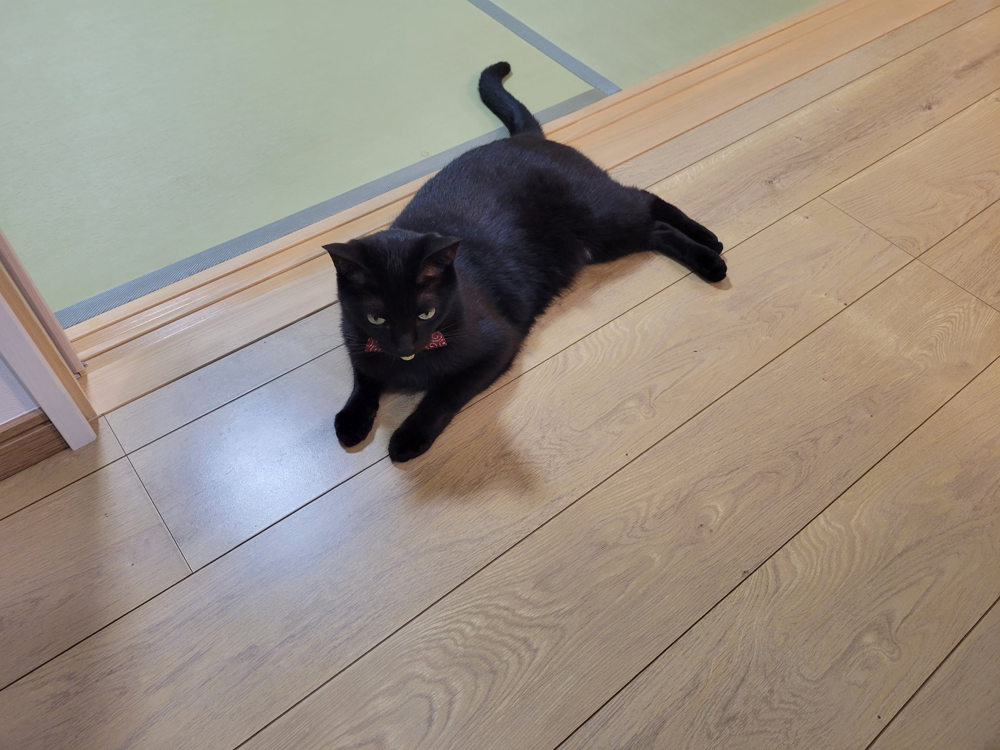 Follow 仔猫を拾ったので S Konekowohirotta Latest Tweets Twitter