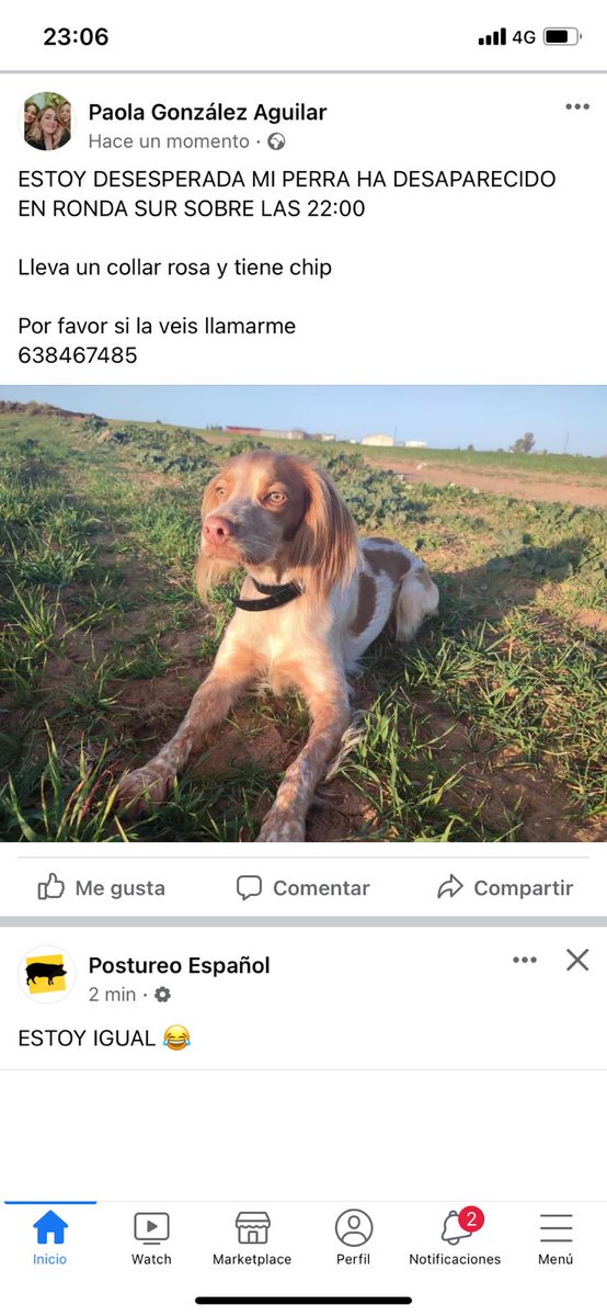 CarlosMariaBDJ's tweet photo. Por favor ayúdenme!!!! Estamos desesperados. #Badajoz #Perroperdido #Ayuda https://t.co/oMviI1eeNI