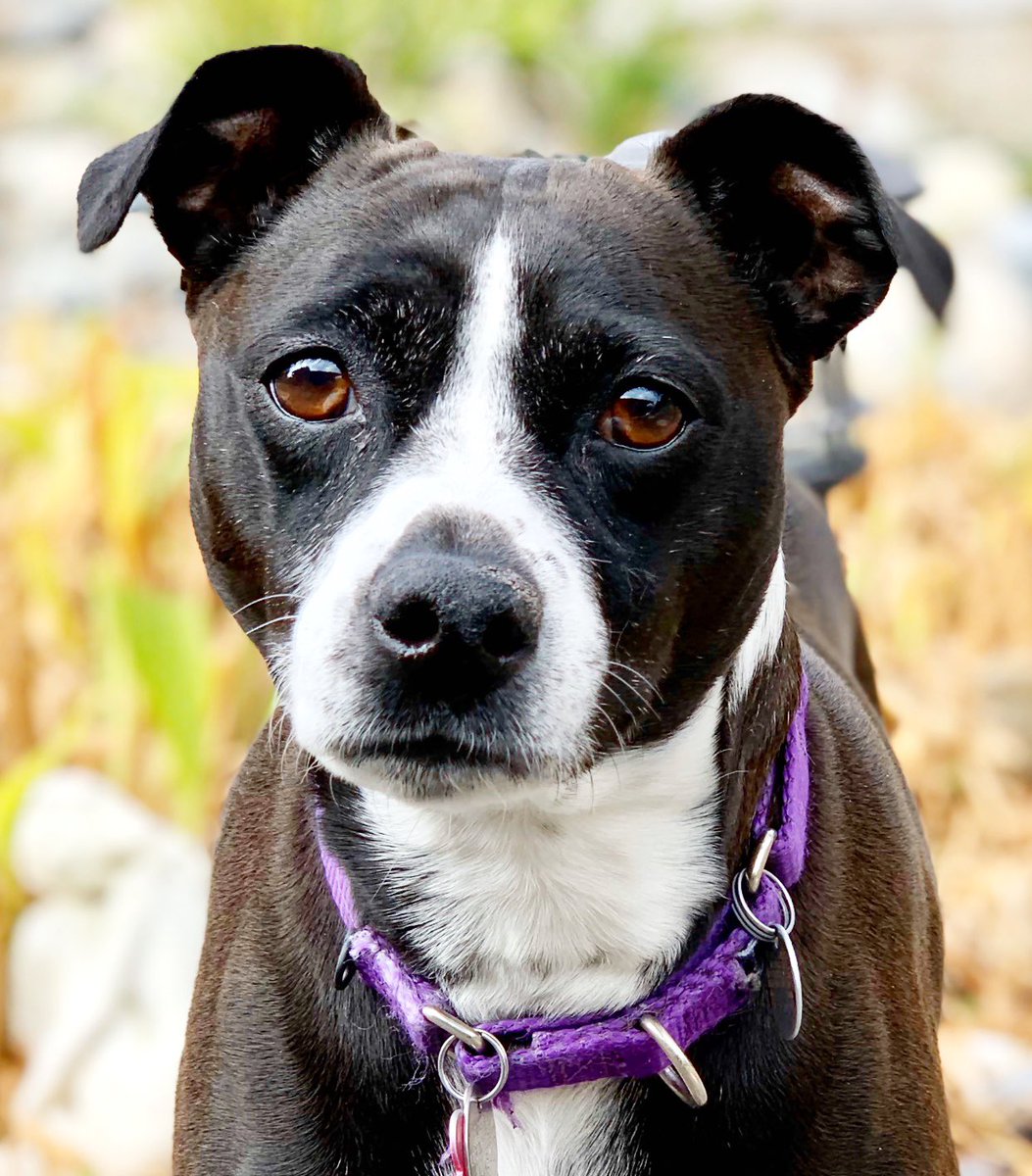 HopeNote's tweet image. My top dog - Cali! #rescuedog #bestathomecontest #WestminsterDogShow #HomeDepot