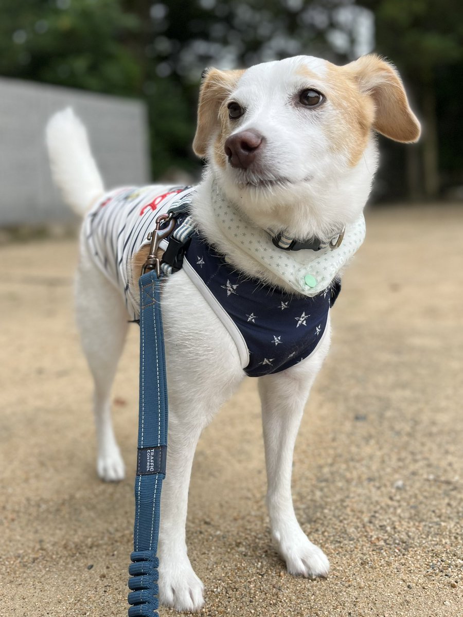 おはようです☁️
今日はまた雨が降るね☔
アンニュイな犬さん🐾