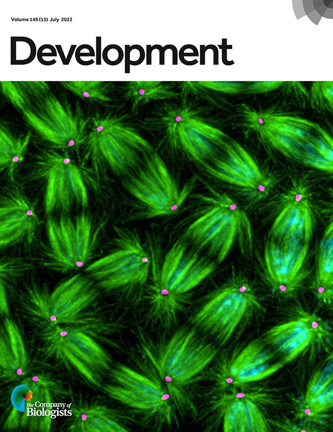 Congrats to <a href="/Junnan_Fang/">Junnan</a> who made the cover of <a href="/Dev_journal/">Development</a> 🥳👏🏽 Check out those beautiful microtubules!