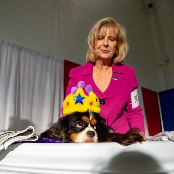 keratx's tweet photo. PHOTOS: Over 150 unique dog breeds from across the U.S. competed in the bi-annual Lone Star State Classic Dog Show in Dallas. See more photos by @KERANews photographer Azul Sordo: https://t.co/OPvDzBhvuJ https://t.co/6aa0xgYhGA