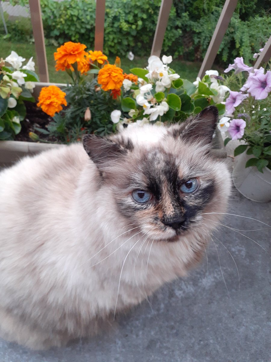 My girl can never leave me alone.
#CatsOfTwitter #Cats #balconylife