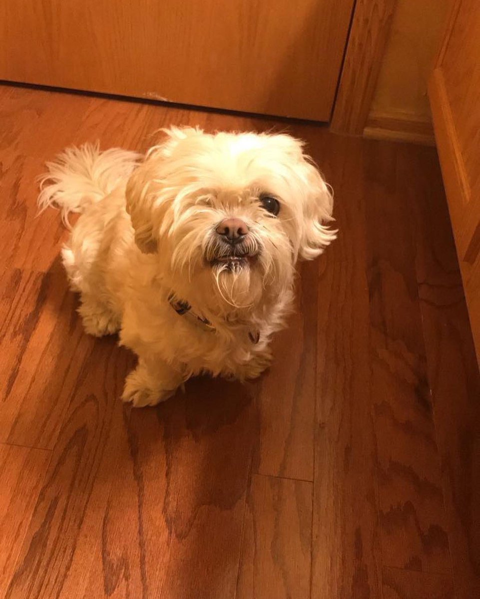 D1Brooks's tweet photo. Rest In Peace Deejay. Thank you for a great 16 years. I love you forever.🤞🏾🐶❤️♾ https://t.co/bo1ncDaEY6