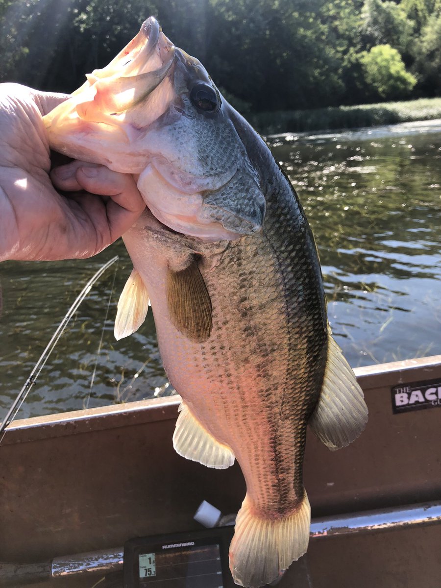 Backwaterguide's tweet photo. The Backwater Guide Service has a river that is on fire with big numbers of bass coming in the boat. Let’s go fishing https://t.co/46oDIB12et