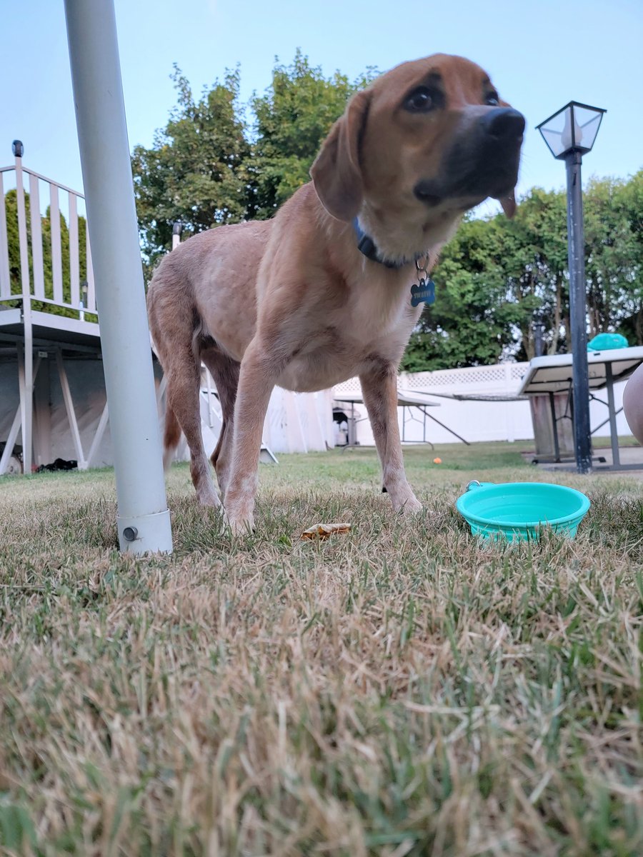 HiroicGenius's tweet photo. Swazie is the newest member of the family. She's so sweet. https://t.co/fNU17MOPSo