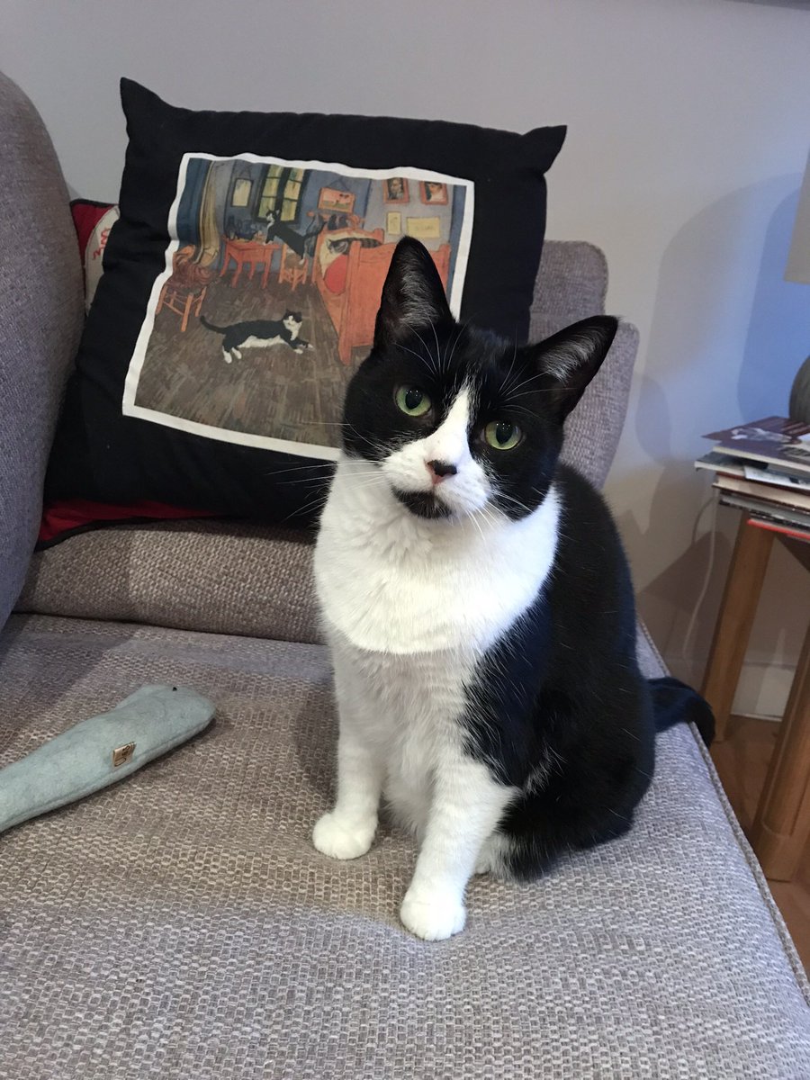 We have some sad news. We had to say goodbye to Monty last night. She had lymphoma which, unfortunately, didn’t respond to treatment. 
We took her to the vet and she slipped away, wrapped in her blankie. 
Sleep tight my sweet girl. We will love you forever 🌸🐾