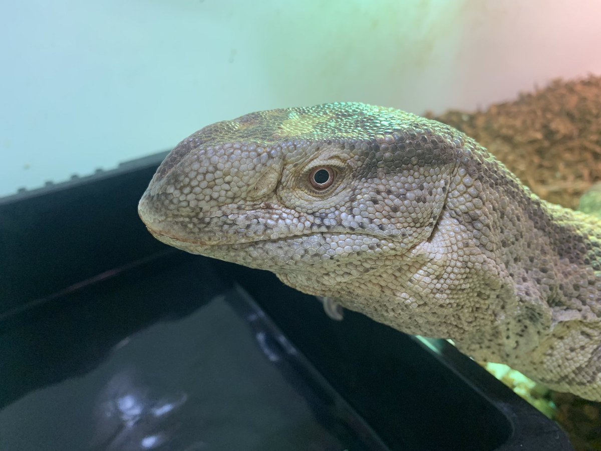 HachuMelt's tweet photo. 天神にある小さな動物園
はちゅメルト🦎

オープンしております✨
まったりゆったりと爬虫類、フクロウ、ショウガラゴがお出迎え❣️

是非ご来館お待ちしております🦎 https://t.co/QYxzRZOAGV