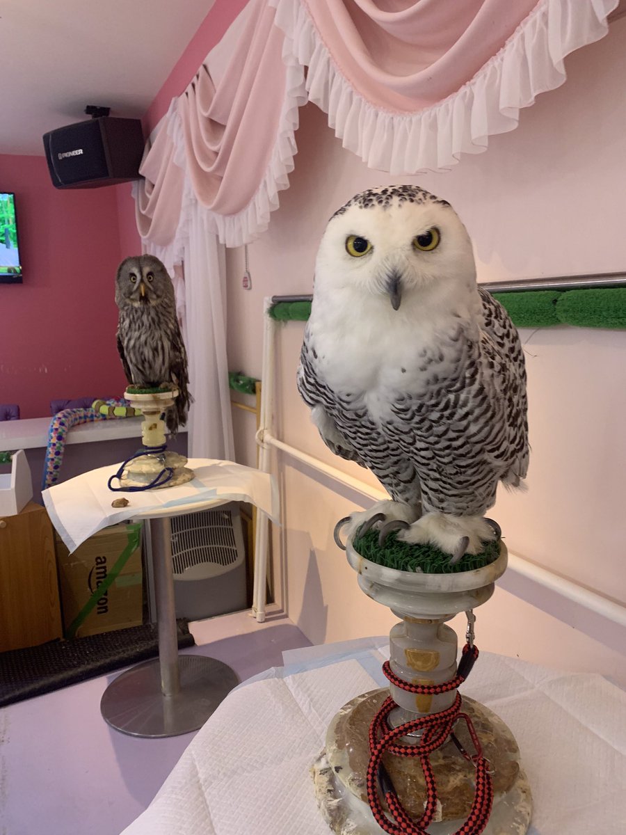 HachuMelt's tweet photo. 天神にある小さな動物園
はちゅメルト🦎

オープンしております✨
まったりゆったりと爬虫類、フクロウ、ショウガラゴがお出迎え❣️

是非ご来館お待ちしております🦎 https://t.co/QYxzRZOAGV