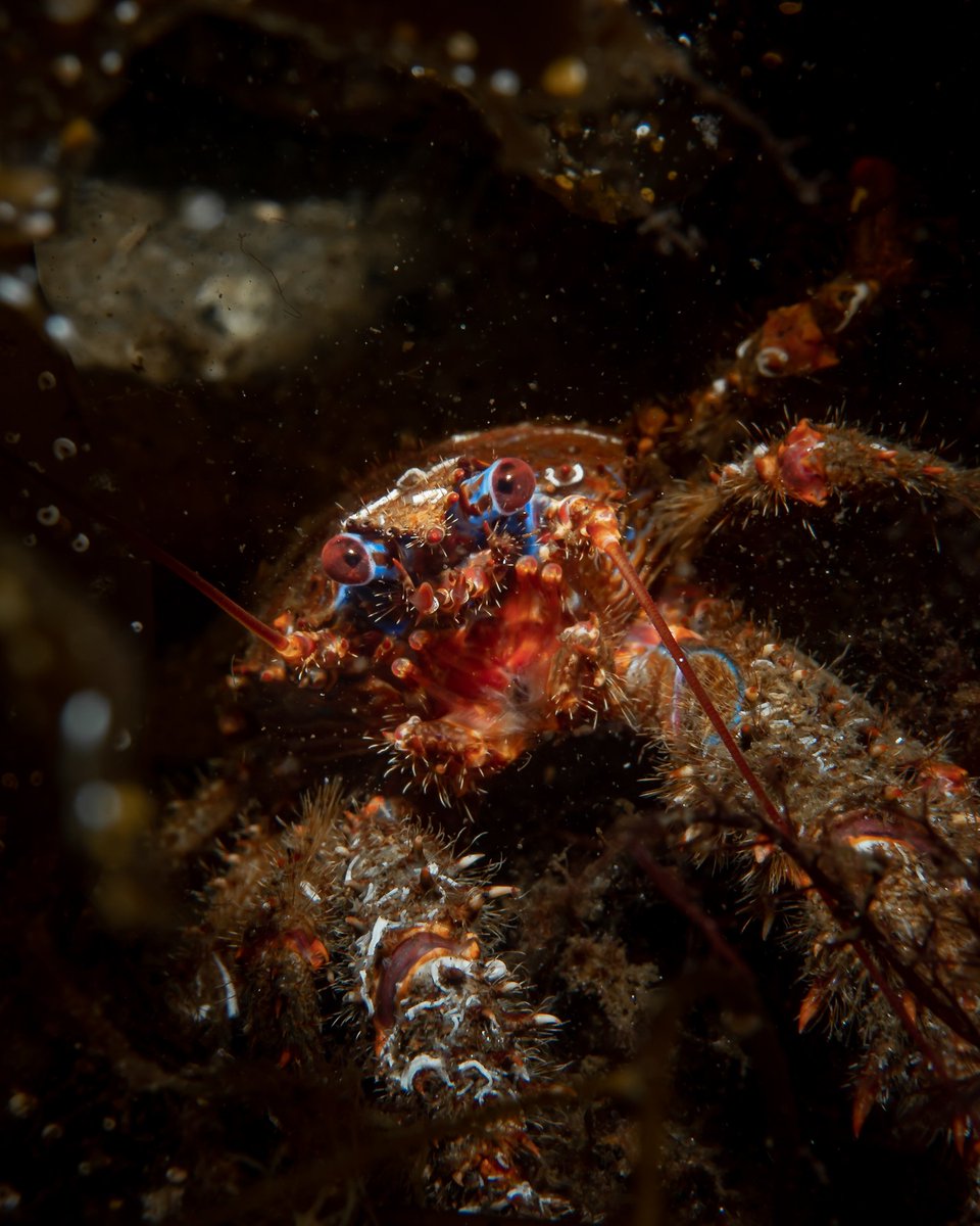 Galathea Strigosa - Spiny Squat Lobster
Loch Fyne, Scotland
Olympus OM-D EM-1 MKII + Olympus M.Zuiko ED 30mm f/3.5 Macro + AOI UH-EM1 III
.
#scuba #scubadiving #underwater #diving #padi #scotland #visitscotland #scotnature #BBCWildlifePOTD #yourshotphotographer #bbcscotlandpics