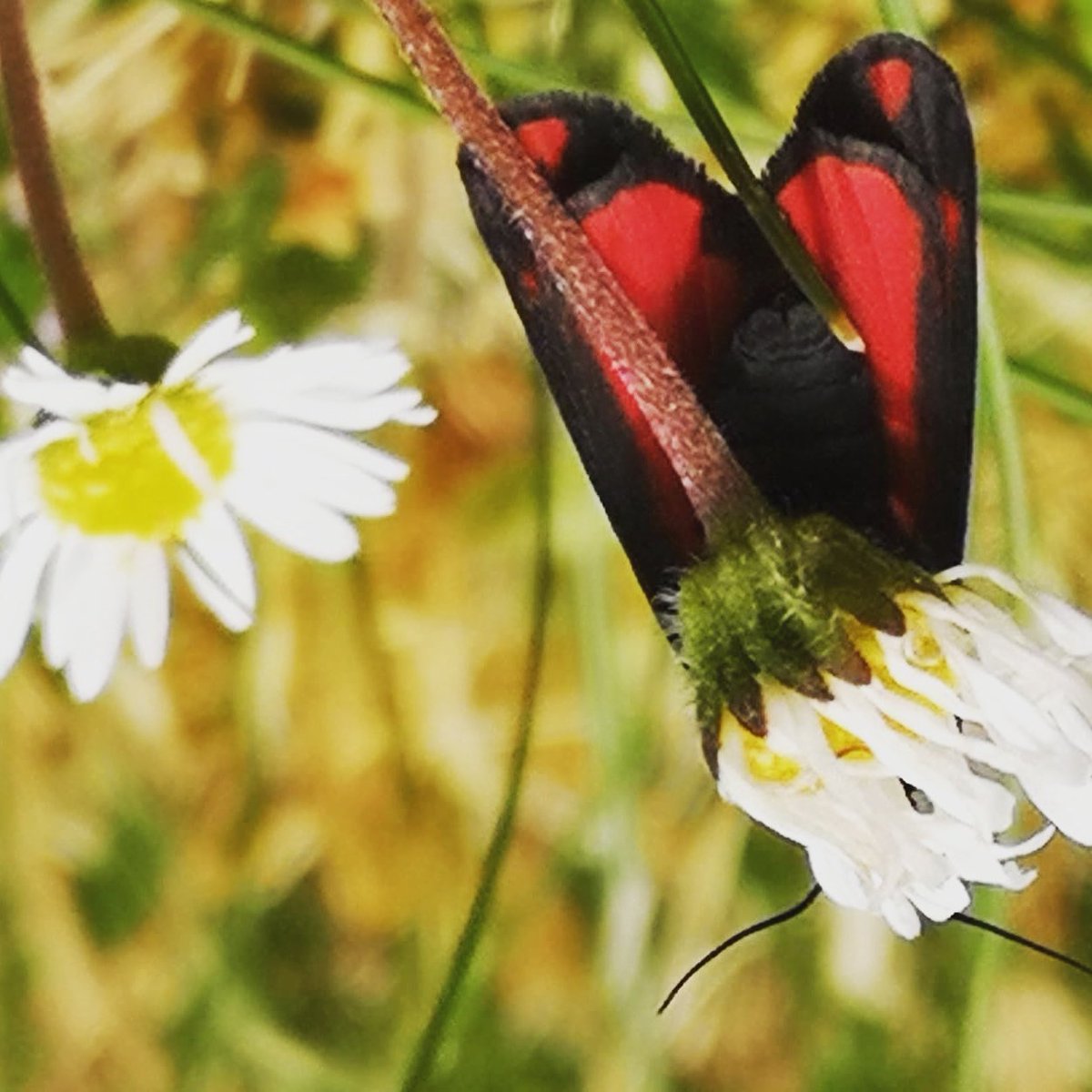 HighVibesC's tweet image. Upside down- right side up, all ways life is beautiful 🧡🧡 have a calm day one and all 😊
