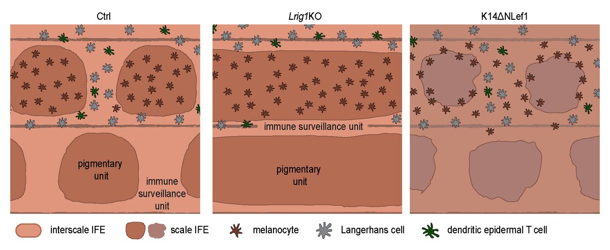 iden_lab's tweet photo. Happy to share our paper on #skin #tissuepatterning & #Wnt @Dev_journal https://t.co/SQPq87uE59. Kudos to PhD student Susi @SCBaess, with help from Ann-Kathrin, Sabrina, Annika & our collaborators. 🧵: https://t.co/seadCIpvxt