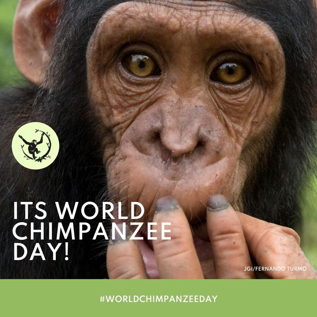 ITS #chimpanzeeday !2022 Join us in celebrating all things Chimpanzee! ❤️.

The Jane Goodall Institute works to provide hopeful futures for chimpanzees .

janegoodall.global/imagery-guidel… #WorldChimpanzeeDay #4EverWild #ForeverWild  

A very happy #WorldChimpanzeeDay to you!