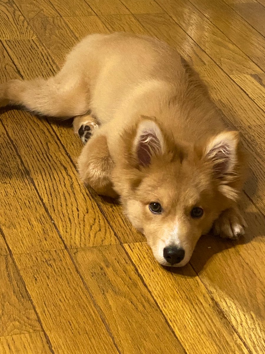 ずっと犬を飼いたかった方 犬が床に落ちてるのを見るだけで涙出ちゃう 同意する人々と沢山の落ち犬画像が集まる Togetter