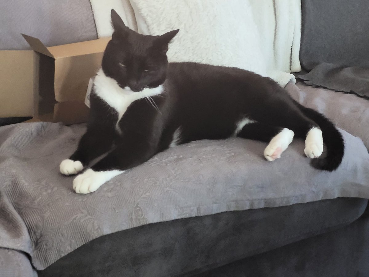 My name is Pip. Squeekie Beakie Pip! #catsjudgingthesupremecourt #CatsOfTwitter #cats #katten