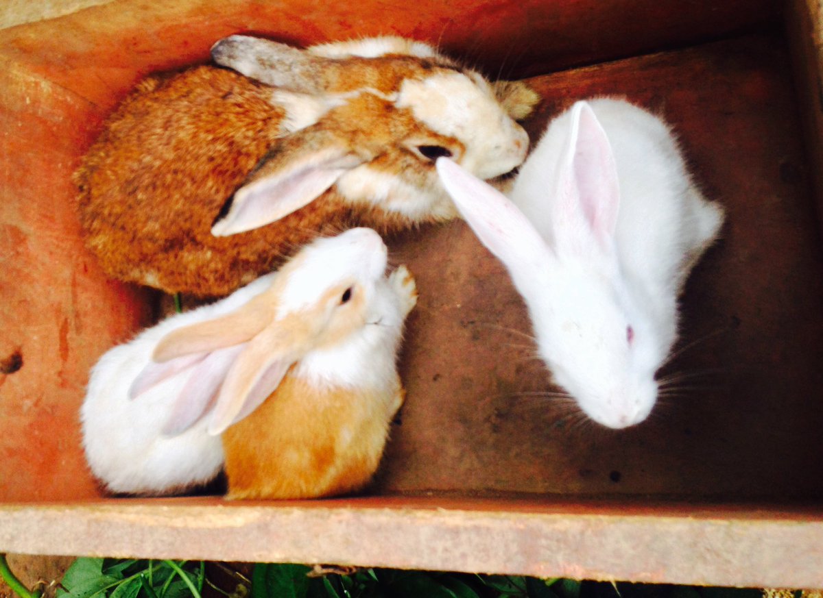 Theo_klever's tweet image. Good morning bunnies๐...I love youโค