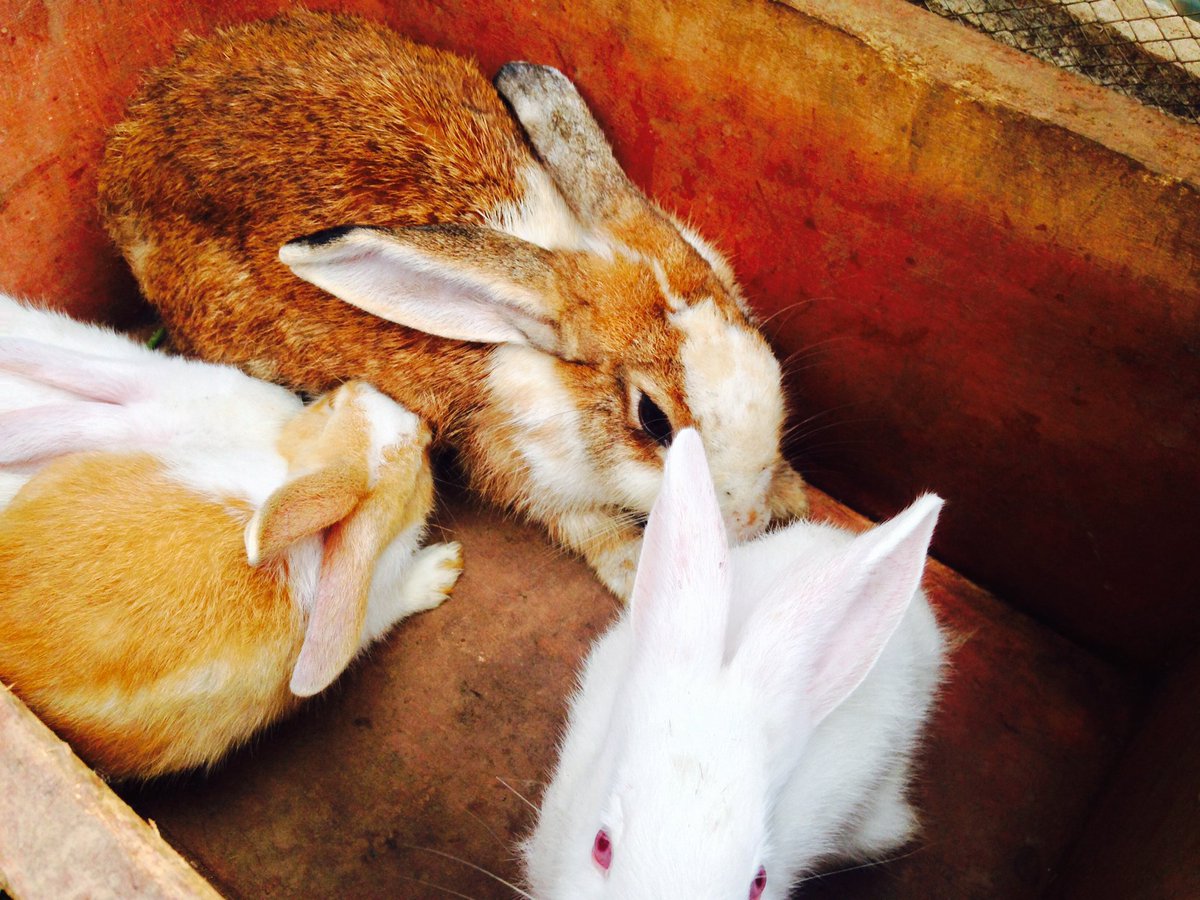 Theo_klever's tweet image. Good morning bunnies๐...I love youโค