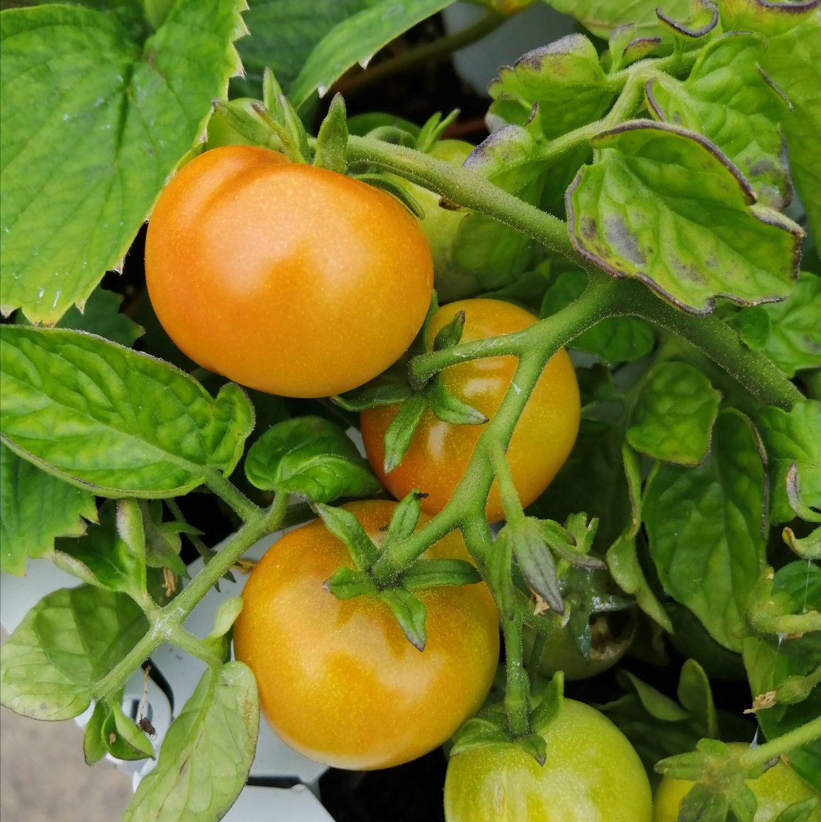 inthebotanics's tweet photo. The QuickBlock raised beds in our polytunnel are looking bountiful.
Thanks to Inverness Common Good Fund and the Margaret Douglas Trust for the grant.
Years of happy gardening and plentiful harvest ahead.
#trellis #invernessfoodstuffs
#quickblock
#vegtables #growing https://t.co/3JqNhH9sb7