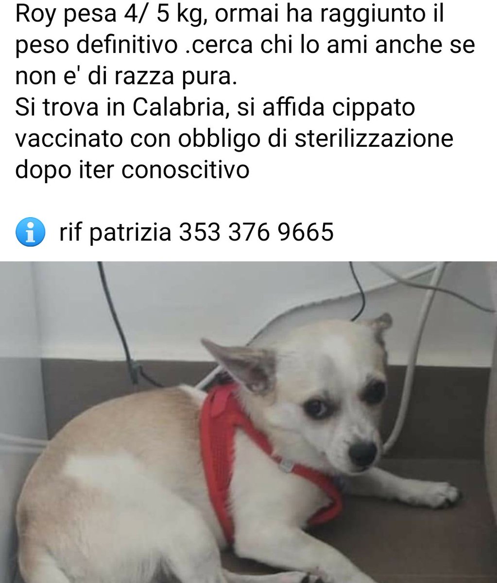 fatina909's tweet photo. 💔🆘🏠🏠🆘🆘🏠🏠🏠🏠 Roy 
8 mesi,circa 4 /5 kg

Comprato attratte dell'affare (comprare per pochi euro un cane di razza) 
Roy cresce, si rivela per quello che è,  ovvero uno splendido cane non di razza
Ora che si sono accorti che non è di razza pura che si fa? Non lo vogliono piu https://t.co/8GhaUtWpgk