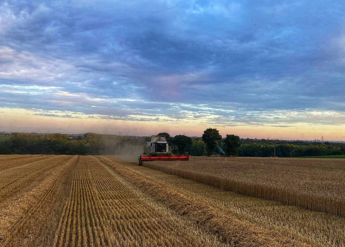 Les rendements sont au rdv en Bretagne 80 à 95 qtx !! incroyable 11 d’humidités au 14juillet les hectares continuent d’être avalés de jours en jours. <a href="/IMPAACTRESEAU/">IMPAACT</a> <a href="/LeGouessant/">Le Gouessant</a> <a href="/EuredenGroup/">Eureden</a>