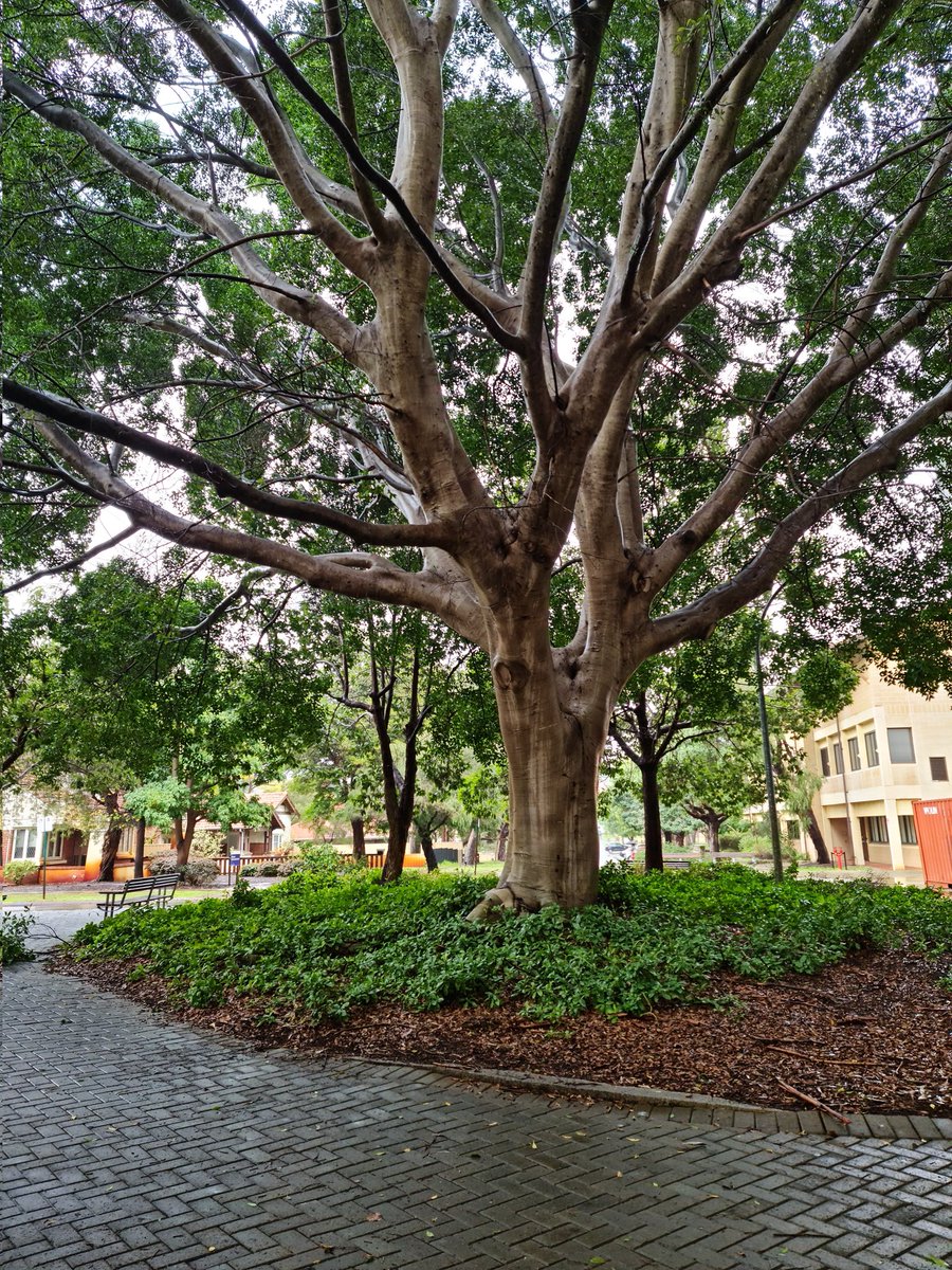 Deepthi (@neba_wa) on Twitter photo Rain makes UWA campus more beautiful !
#uwa #perth #rainyday
<a href="/ScienceUWA/">Science at UWA</a> <a href="/SMS_UWA/">Molecular Sci-UWA</a> Rain makes UWA campus more beautiful !
#uwa #perth #rainyday
<a href="/ScienceUWA/">Science at UWA</a> <a href="/SMS_UWA/">Molecular Sci-UWA</a>