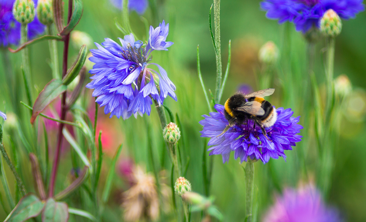ArlaDairyUK's tweet photo. From the buzzing of the humble garden bee, to the traditional honeybee, the great British Bees are our precious pollinators we can all help protect 🐝🌻🐝

Find out more about the #ArlaBeeRoad project 👉 https://t.co/48aMCVz9HJ #BeesNeedsWeek https://t.co/wgDNW1EJfg