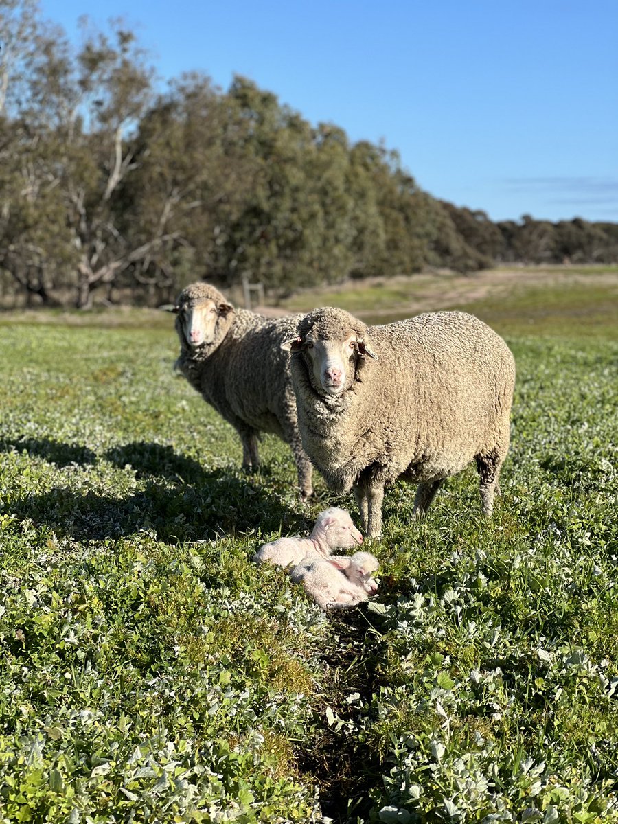 2022 Yardstick ewes have started lambing at KRS! <a href="/DPIRDbroadacre/">DPIRD Broadacre - WA Grains & Livestock</a> <a href="/J_P_Collins/">John Paul Collins</a>