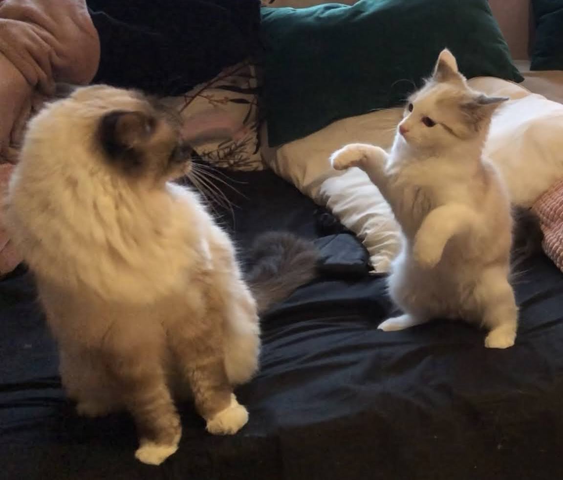 💗 MOCHI 💗 tweet media