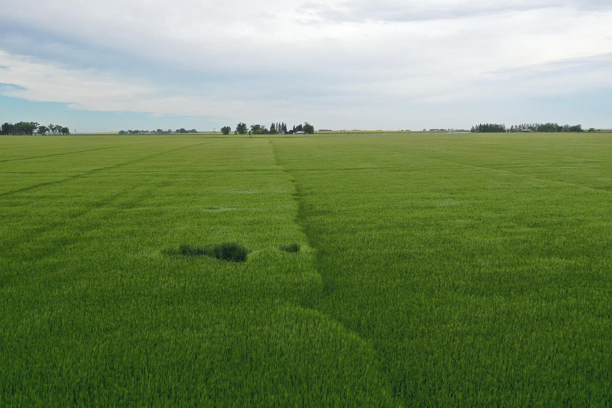 Seeing some dramatic results with the check strip on this Barley applied with Moddus.  #PGR #farming #WestCdnAg #cdnag #agriculture #barley #lodged <a href="/syngentacanada/">Syngenta Canada</a> <a href="/brant_king/">Brant King</a>