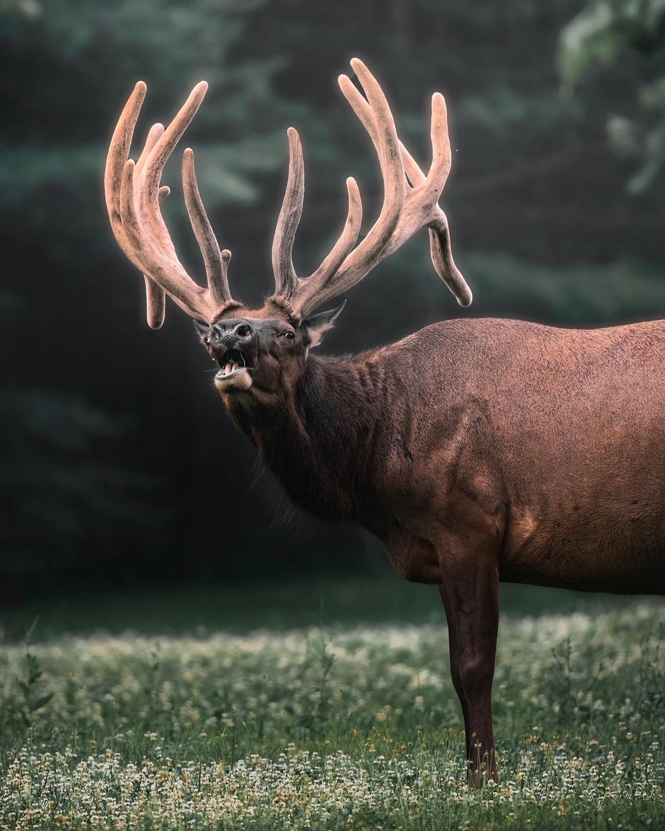 Nicholas_Boris's tweet photo. Live near Pennsylvania or looking to visit and see some wild elk?! New video in my bio to take your right to where you can see them https://t.co/lja0f9ELUf