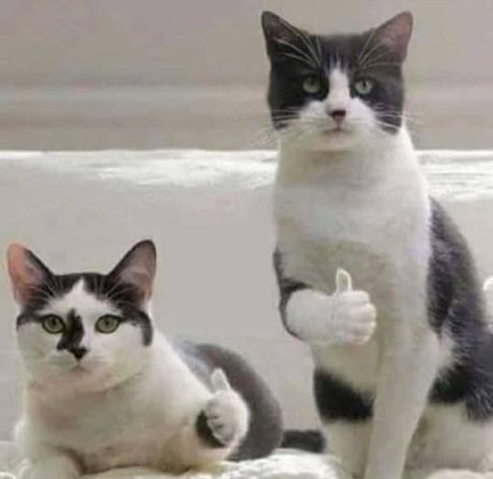 🐈 (@beomkaicats) on Twitter photo 