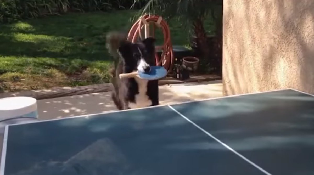 bordercolliefc's tweet photo. This Border Collie Can Play Ping Pong! https://t.co/jyJv94dG39 #bordercollie #Dogs #bordercolliefc https://t.co/nElcMD40GH