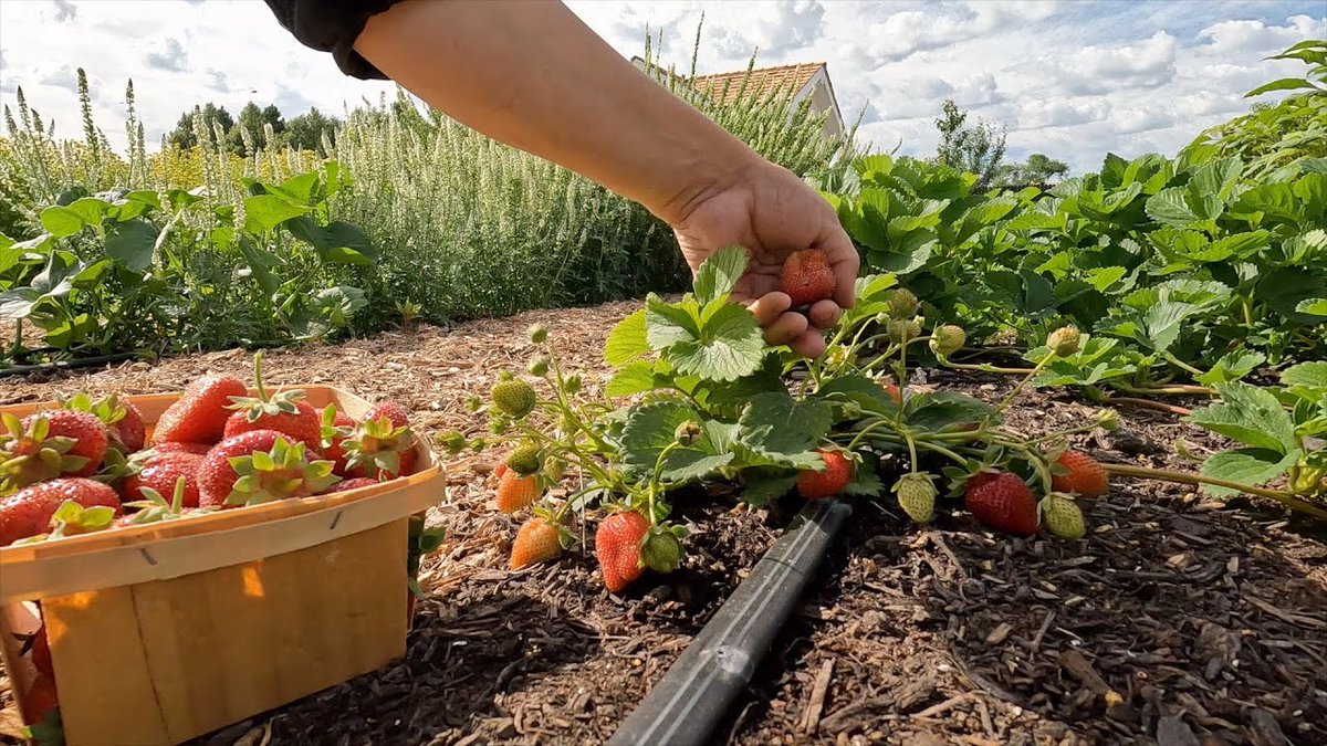 AllForGardening's tweet photo. #Garden #Answer: #Harvesting #Cabbage ...
 
#Beautiful #Bush #Dirt #Diy #Earth #Fall #FunDIY #GardenAnswer
 
https://t.co/OkvaGCQLMf https://t.co/EjIFlJS79U