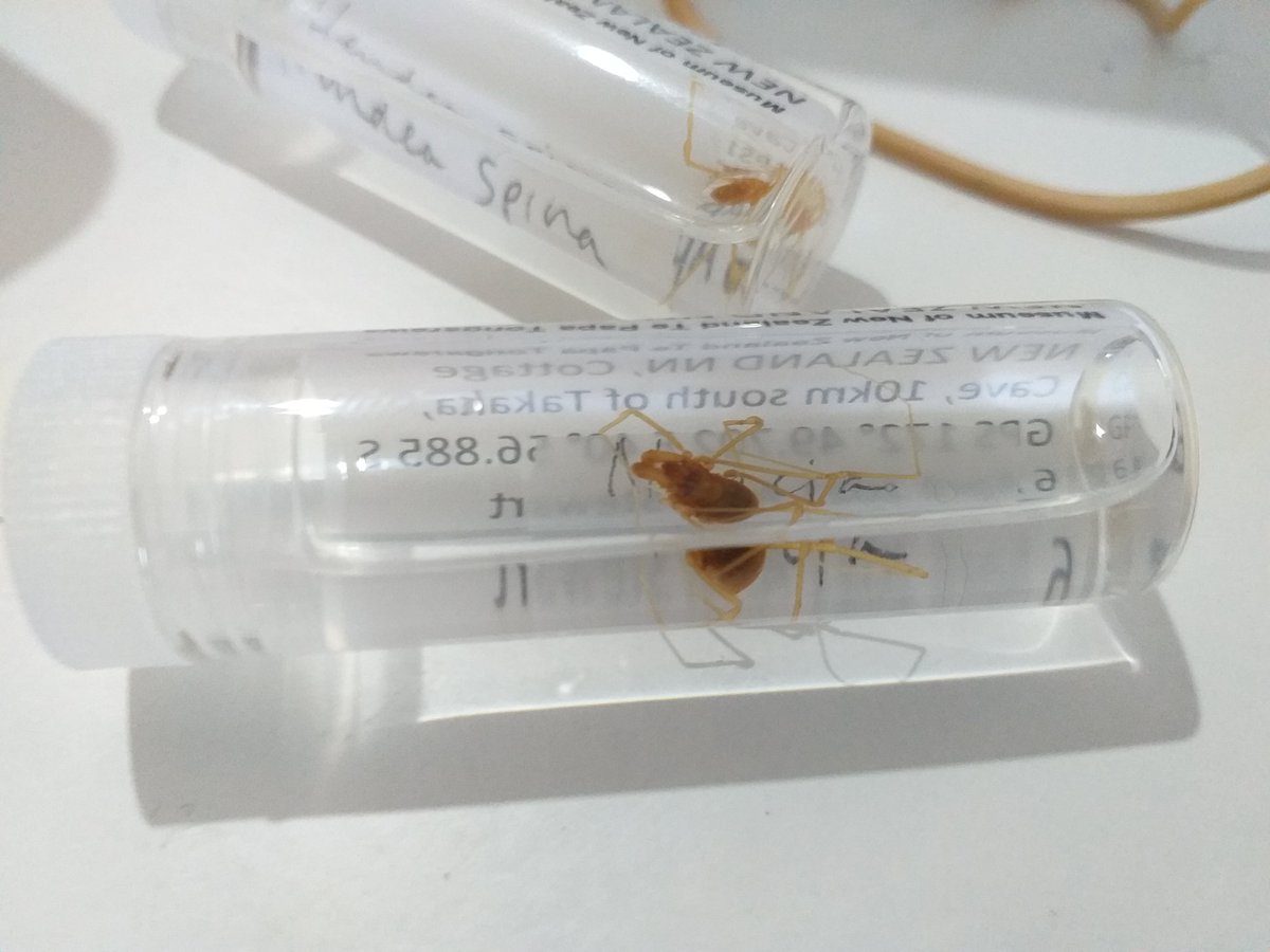 Checking out some of our recent cave critter finds at #TePapa today 😍🥳🥳