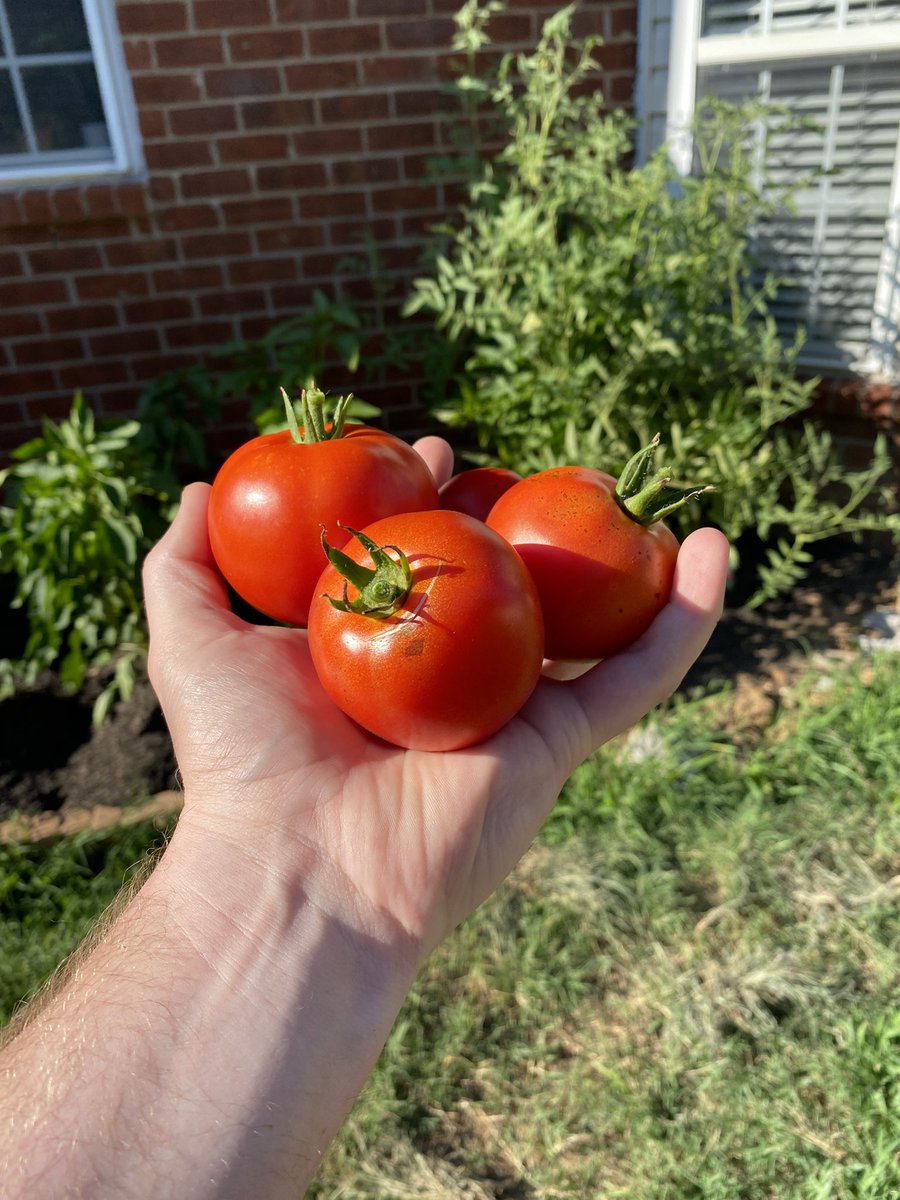 CollinScudder's tweet image. Wolf peaches