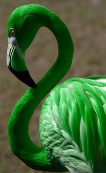 Semra Sevimli tweet media