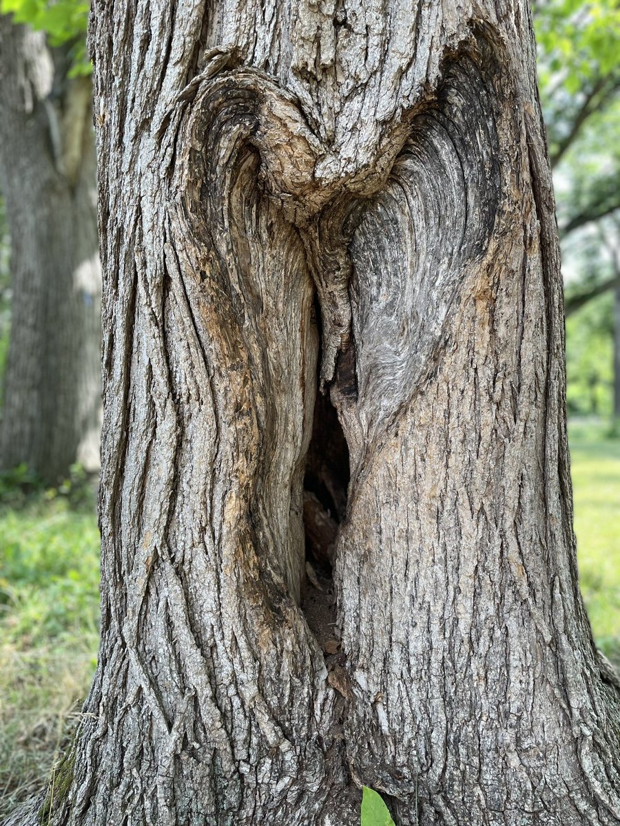 liz_cuda's tweet photo. Morton Arboretum https://t.co/mUPHC615u2