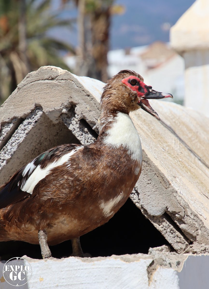 explogc's tweet photo. #explogc
https://t.co/MLhWAKOFpA Gran Canaria https://t.co/Rpk7DvdiEh