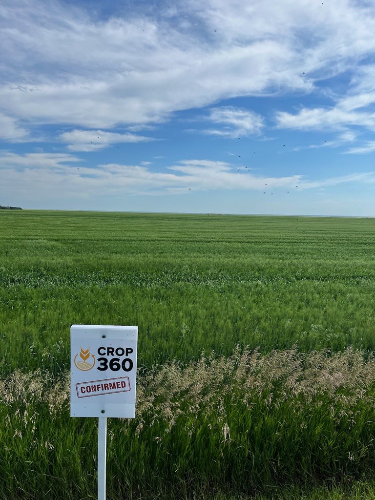 Crop360's tweet photo. Temperature is 🔥 and so are these crops. @EdwardKlochan working hard to get signage up on some of our scouting acres this week. #saskskies #Crop360Confirmed https://t.co/WukwGEGl0F