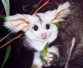 You can’t convince me this is a real animal. Looks like a custom etsy toy.

#flyingphalanger #marsupial