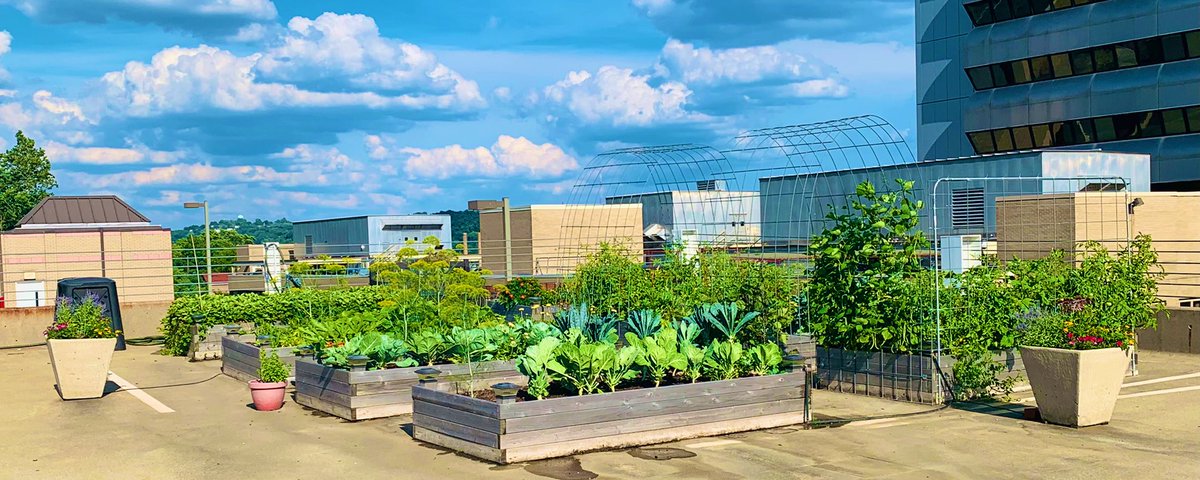 Our residency garden is looking good! #Thriving #RooftopGarden