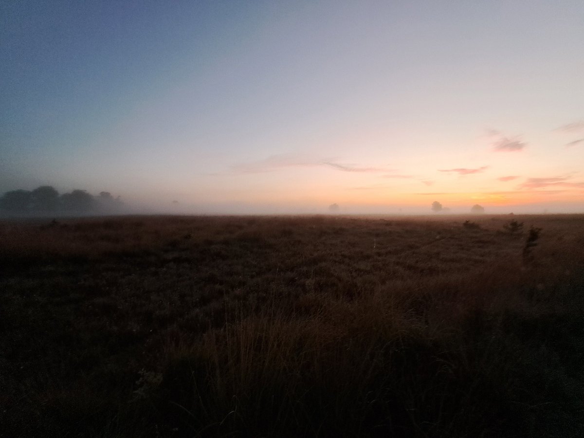 Schaapherder Boris tweet media