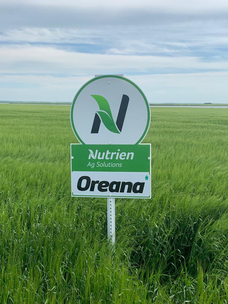 NutrienAg_NSK's tweet photo. Keep an eye on Oreana barley from @ProvenSeed - a semi dwarf variety that is all about grain yield and lodging resistance. #willnotfalldown https://t.co/wlpoPaWG7J