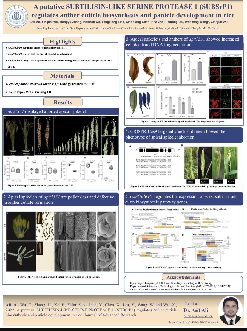 pbgasifkalas's tweet image. It was exciting 🎊😊 to present my first ever poster in Young Talent and Postdoctoral researchers forum held at SICAU. This work is part of my postdoc Research project . #reproductivedevelopment #panicledevelopment
