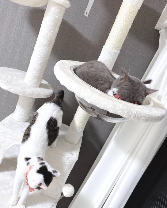 めちゃくちゃ最高のキャットタワー建築してしまった 