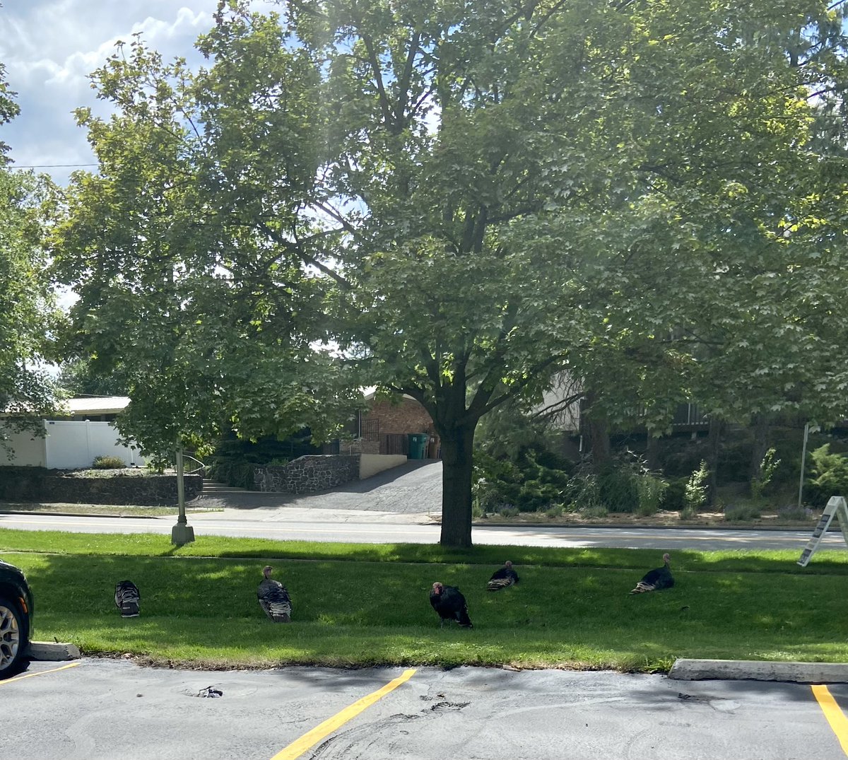 ImHibernating's tweet image. Turkeys on parade. Sometimes they use the crosswalk and wait for the light. #TrueStory #turkeys #cockadoddledoo