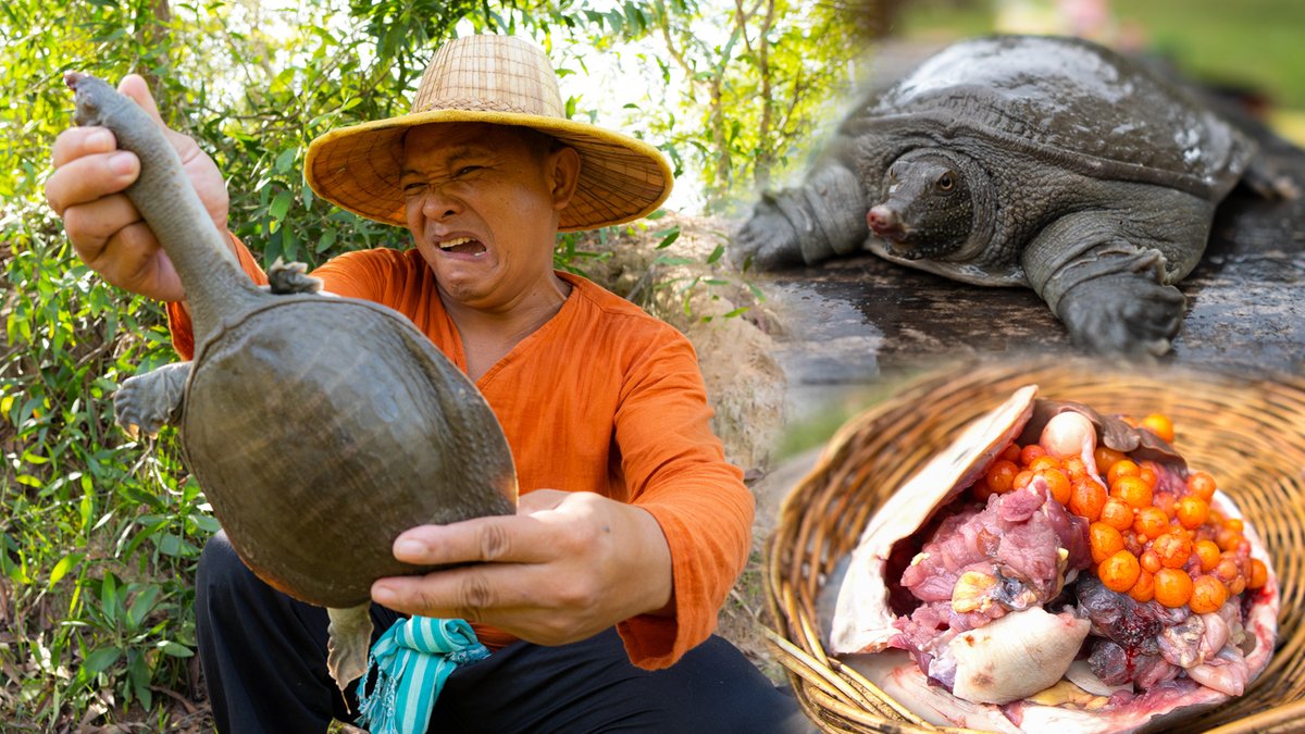meanpanarith's tweet photo. Amazing Magic Catch turtle | Cooking softshell Turtle recipes Eating Del... https://t.co/BDegIezpNv via @YouTube https://t.co/AYvrOENg8G