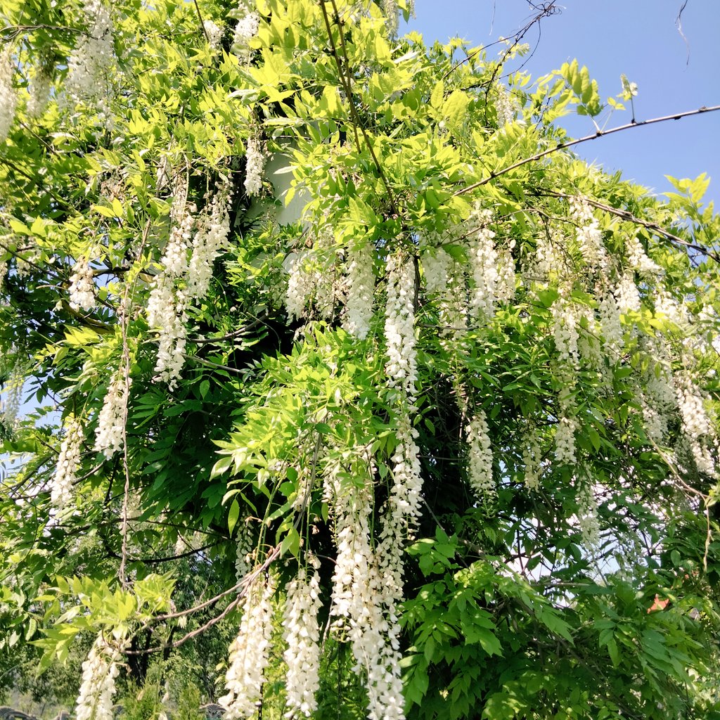 🍃🌼Fountain of flowers ...🌼🍃

     ★ Queen  Wisteria ★ 

🥰📸From my garden 🌼🍃🌼🍃