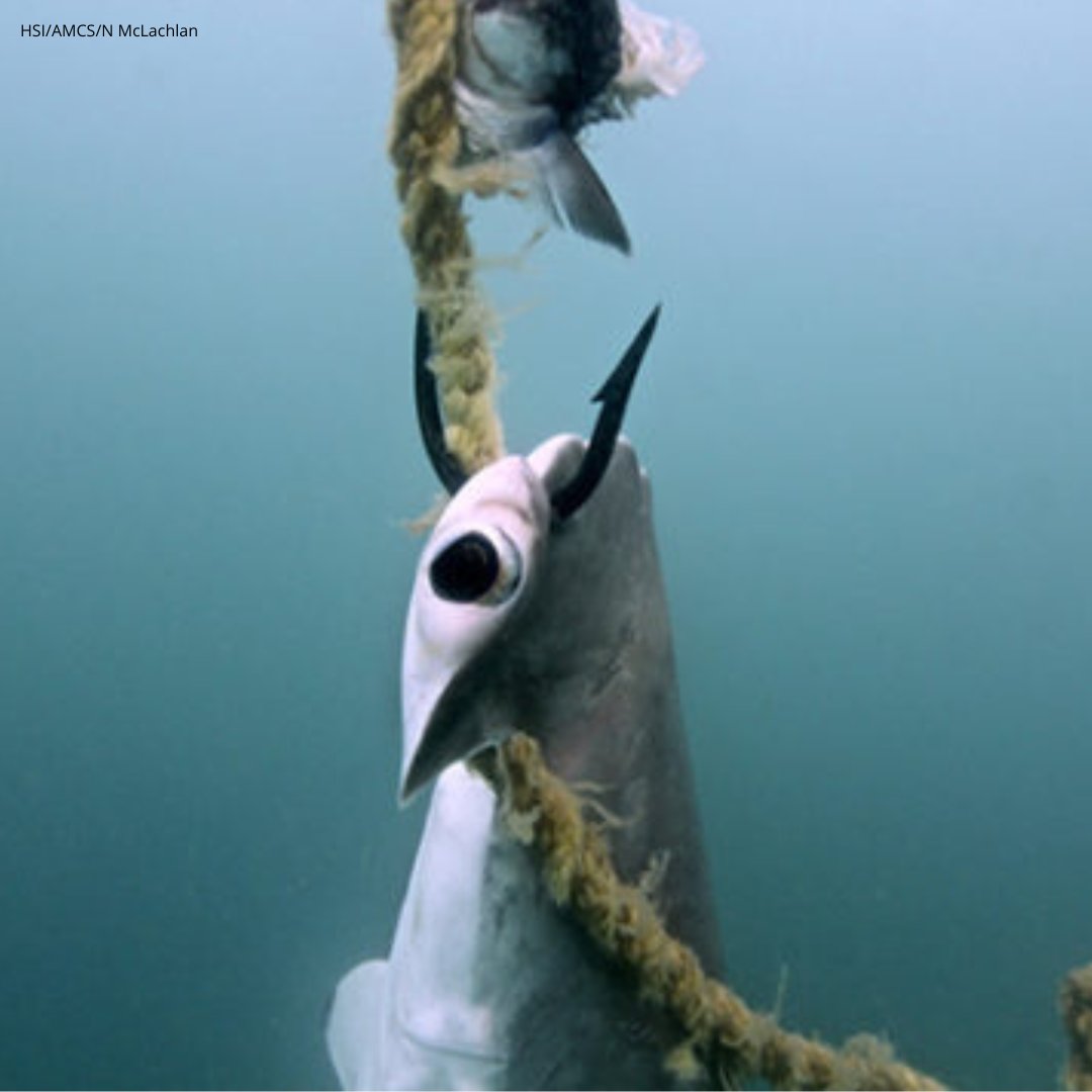 mockparhelion's tweet photo. Stop culling sharks and modernise beach safety in Queensland using non-lethal solutions, such as drones. End the use of shark nets and drumlines today. 

#ThisIsQueensland  #NetsOutNow #SharkAwarenessDay https://t.co/6B3V4nKS0m